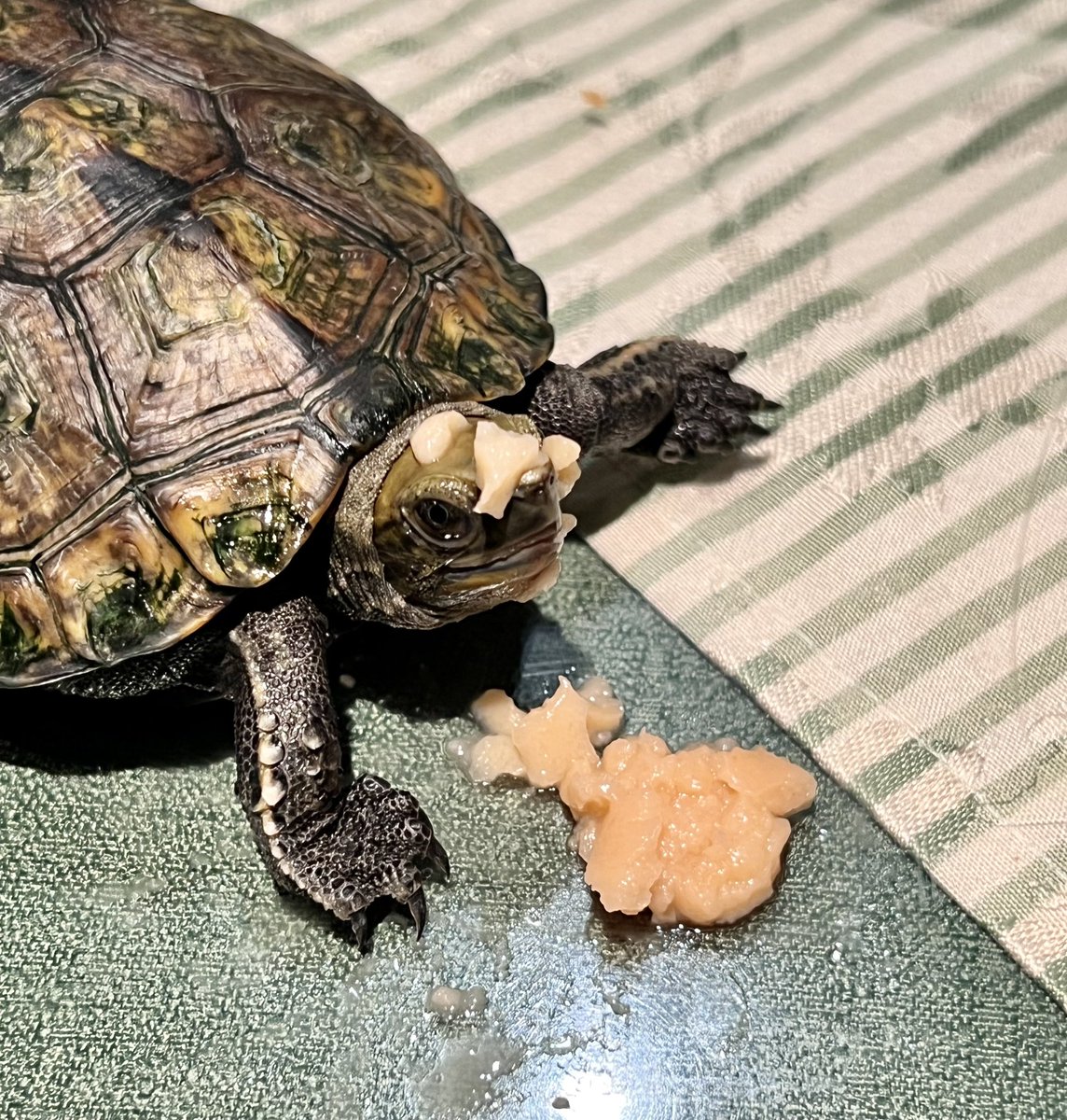 tami90064680's tweet photo. エサの食べ方
オラオラ系
＃爬虫類 ＃フトアゴヒゲトカゲ ＃ヘルマンリクガメ ＃ニホンイシガメ ＃レオパ ＃イエアマガエル ＃バジェットガエル ＃リクガメ ＃ベランダ飼育 ＃ハリアー ＃ハリアー80 https://t.co/h6nECb7TQY