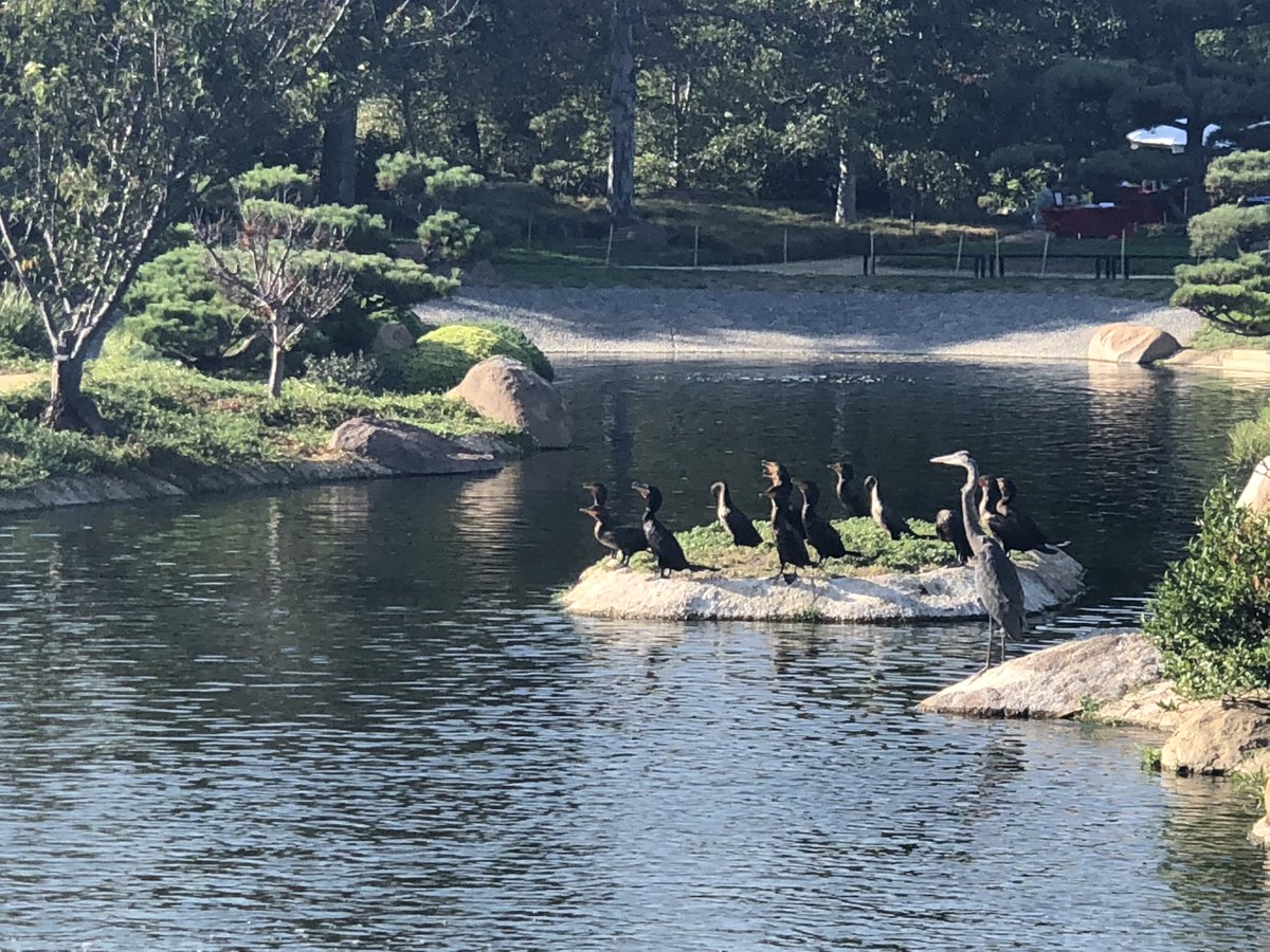 When the morning #light is so #beautiful, you can't help but gather your #friends to admire it.

#goodmorning #la #sfv #valley #japanesegarden #sunshine #nature #自然の美しさ #birdwatching #バードウォッチング #シェア #nofilter #birds #losangeles