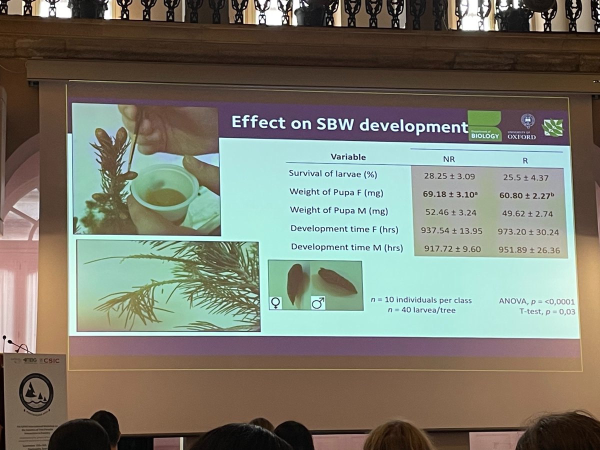 @JohnMacKayOxfd talked about variation in #defense mechanisms against #sprucebudworm in Picea spp. @7GTPI2022 @IUFROdivision7 @UniofOxford