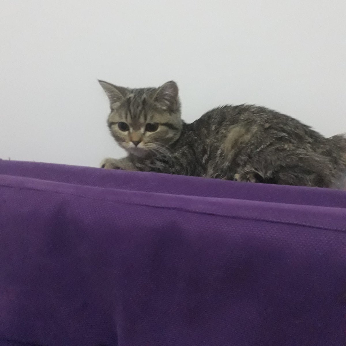 Arkadaşlar Kocaeli’nde sokağa terk edilmiş Scottish kırması 4 aylık dişi bir kedi var 🥺 Sokakta yaşıyor hala, maalesef bulan kişinin eşi istemediği için evinde tutamıyor. Yok mu bu çocuğa yuvasını açabilecek?
Her şehire göndeririz güvenilir ömürlük yuva çıkarsa
<a href="/Eecemustundag/">Ecem 🌱</a>