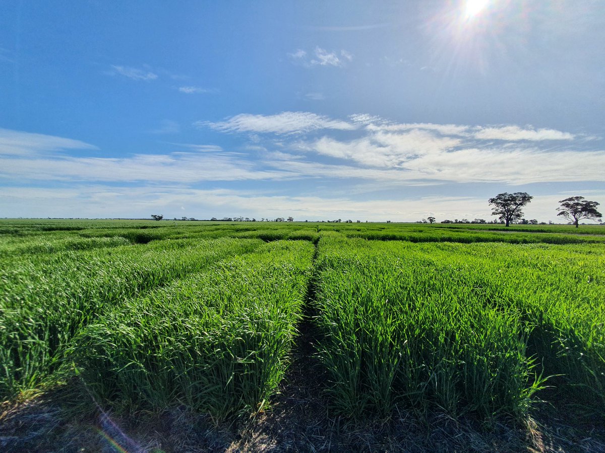 Bridget Close tweet media