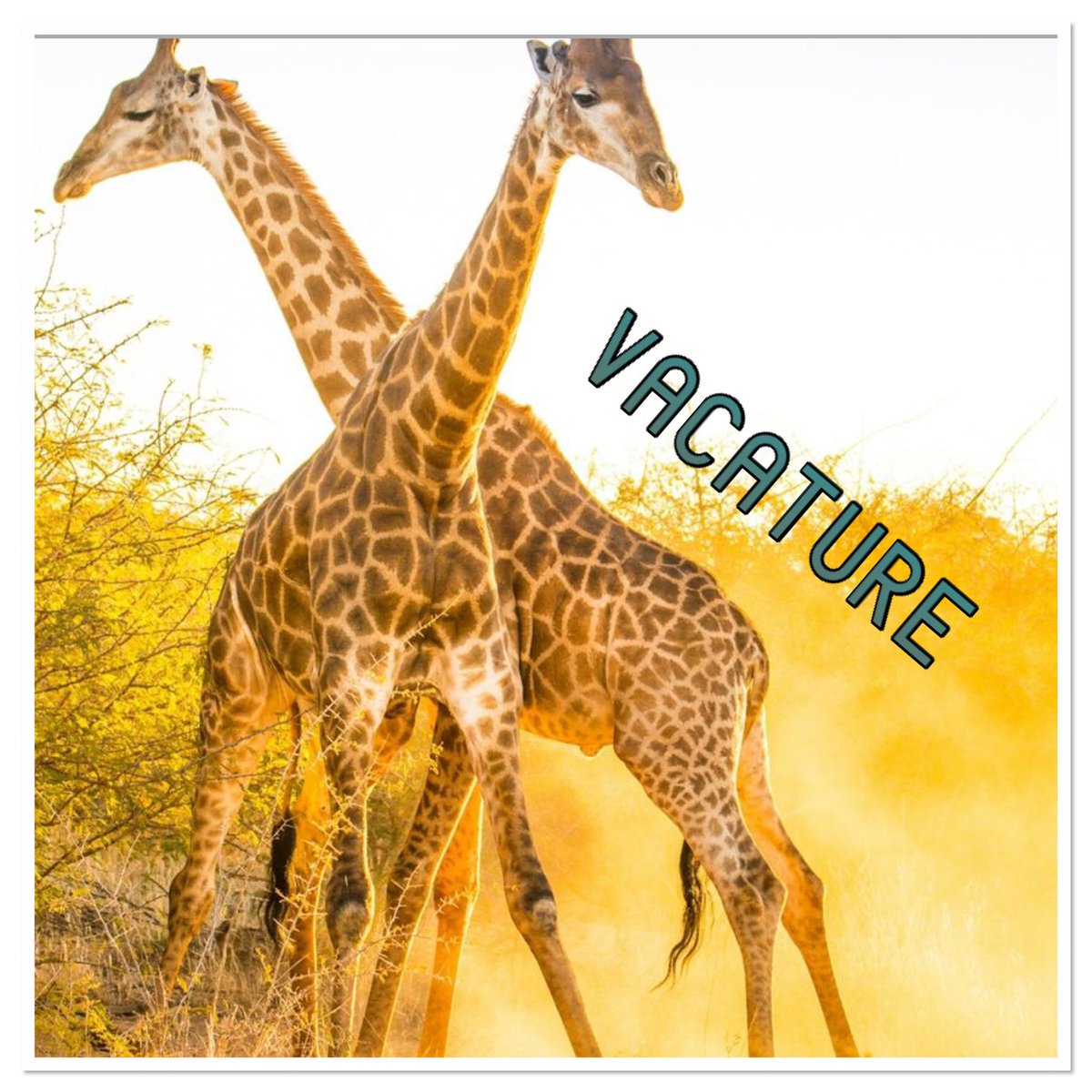 Da Costaschool Hoograven zoekt een leerkracht voor de Apengroep (gr 1/2). De werkdagen zijn maandag t/m woensdag vanaf nov tot einde schooljaar. Wil jij deel uitmaken van een gezellige en gemengde buurtschool? Ben jij onze nieuwe collega die met een brede blik de wereld in kijkt?