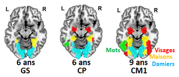 CEA_Joliot's tweet photo. [#ScientificResult @UNICOG1 @NeuroSpin_91 @CEA_Joliot in @NeuroImage_EiC] 🧠Reading acquisition develops a highly specific brain area without directly competing with pre-existing faces and objects recognition circuits #Plasticity #FusiformGyrus #VWFA #FFA https://t.co/Beh6fgUxW4 https://t.co/YC2LeknePQ
