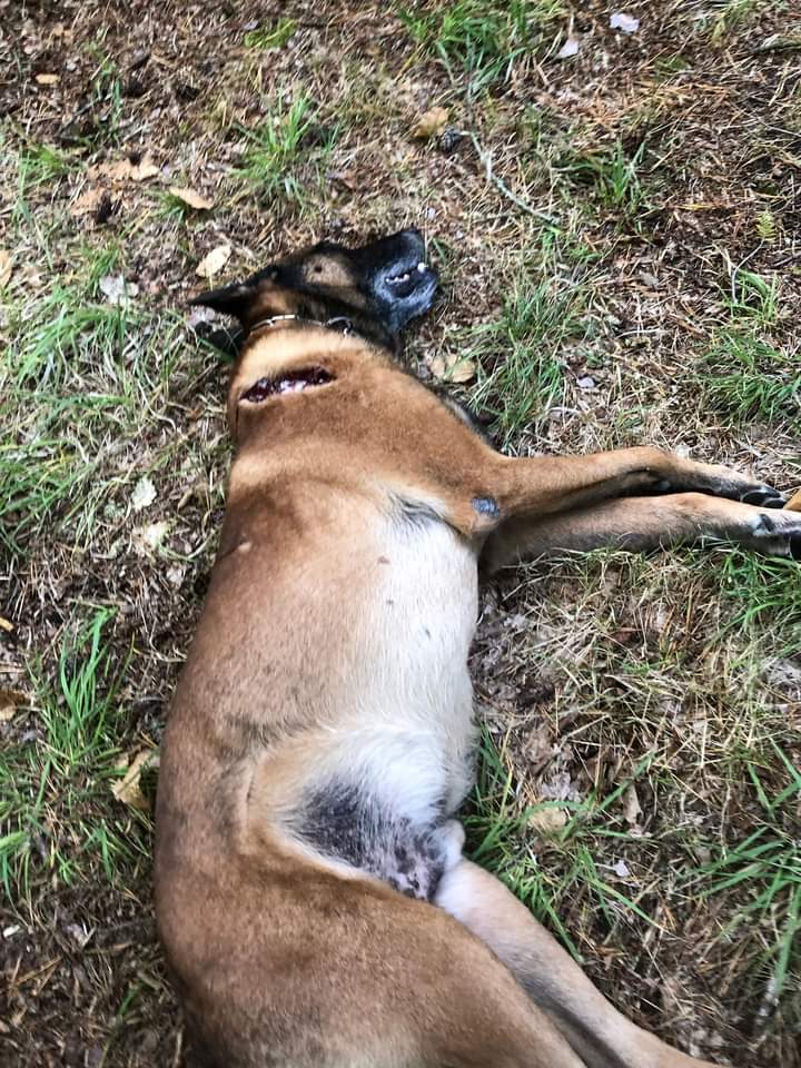 Il s’appelait Eloi. C’était un malinois de 13 ans. 
Il a été tué par un chasseur samedi, à Romorantin, alors que son humaine, Isabelle, 63 ans, était en train de le promener dans SA propriété. Elle-même a été touchée par un éclat et a déposé plainte.
Pensées pour Isabelle et Eloi