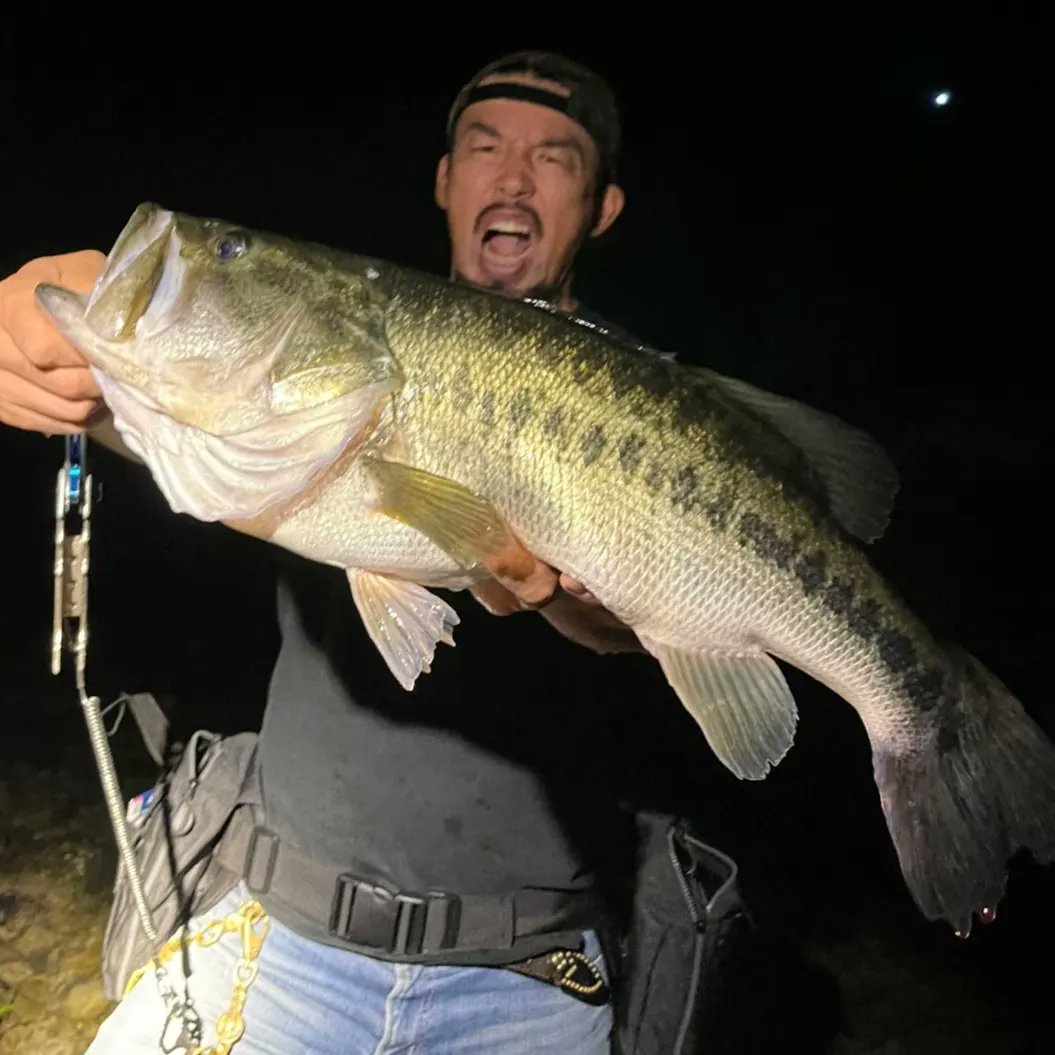 pfp_tomo's tweet photo. 兄貴がロクマルをフィッシュオン🐟️63cm

ワールドレコード頼みます！

#武蔵 #釣り #ブラックバス #63cm #ロクマル #ロクマルオーバー #fishing #fishingrod #mma #MixedMonsterAttack #tulala
#mmabytulala
#worldrecord https://t.co/pCU3ozD69t