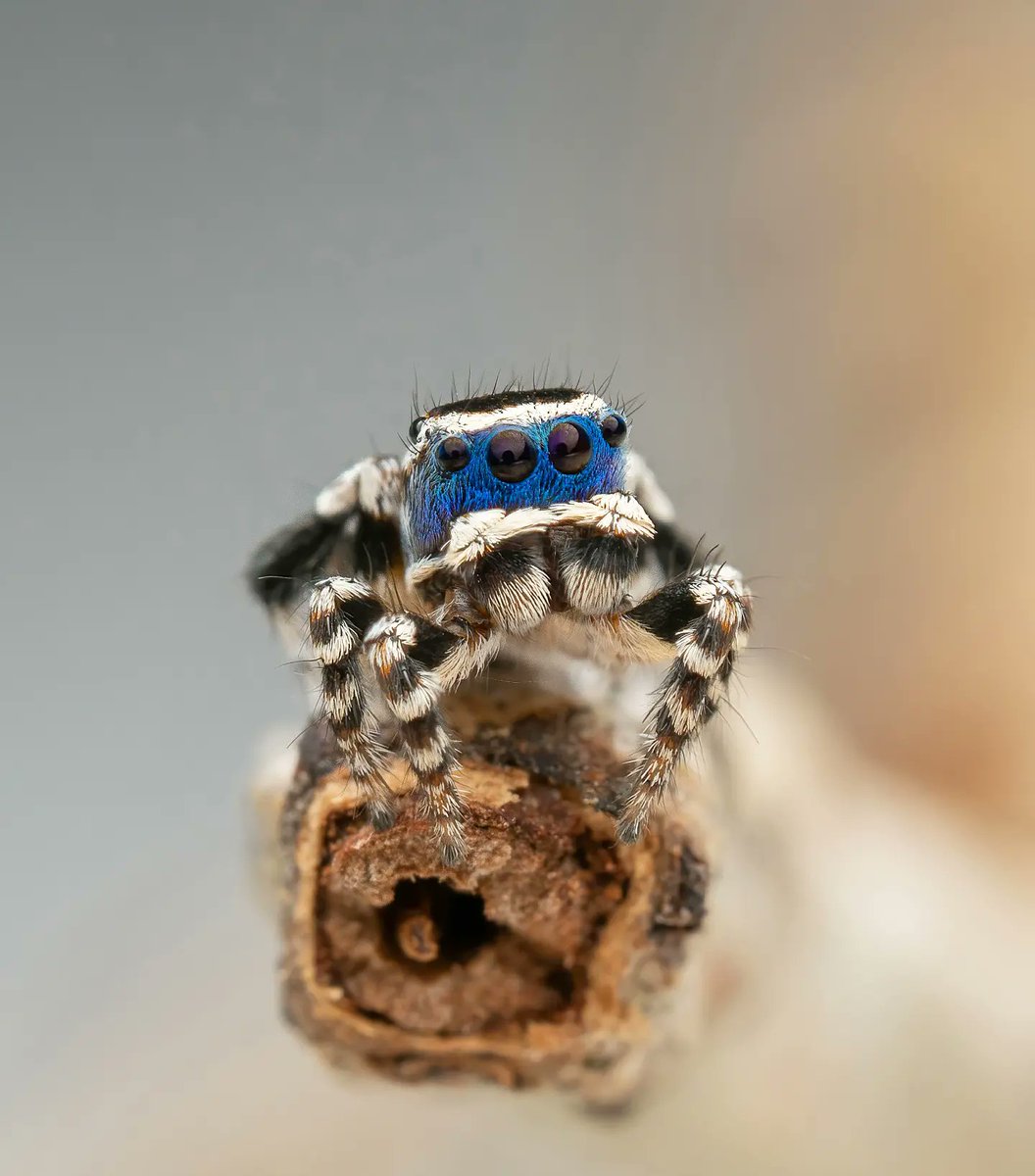 schubertspiders's tweet photo. After years of dreaming about seeing this species, I've finally found Maratus personatus - the Masked Peacock Spider! https://t.co/4KW6Jrz05i