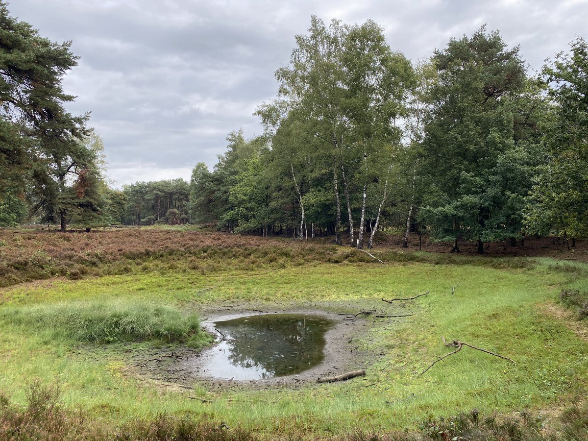 𝕯𝖊𝖗 𝖍𝖊𝖗𝖚𝖒𝖘𝖙𝖗𝖊𝖎𝖋𝖊𝖓𝖉𝖊 𝕱𝖚𝖈𝖍𝖘 tweet media