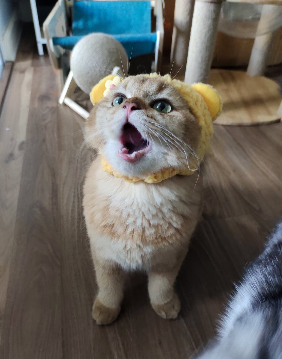 Ava_th's tweet photo. หมีจ้ม 🐻🧡 #Catsdiary https://t.co/7imBgUHQ6W