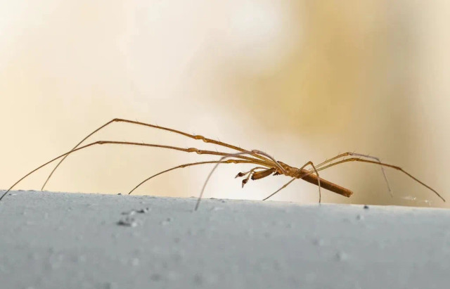 AlbumGba's tweet photo. Guangzhou’s Haizhu wetland discovered 9 new species of insects from 2021 to 2022, adding the wetland’s insect species to 738 by August this year, according to the latest investigation report. #PaceInGBA #zoology #ecology https://t.co/JWioJSlnmD