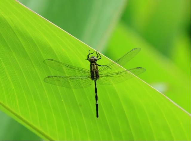 AlbumGba's tweet photo. Guangzhou’s Haizhu wetland discovered 9 new species of insects from 2021 to 2022, adding the wetland’s insect species to 738 by August this year, according to the latest investigation report. #PaceInGBA #zoology #ecology https://t.co/JWioJSlnmD