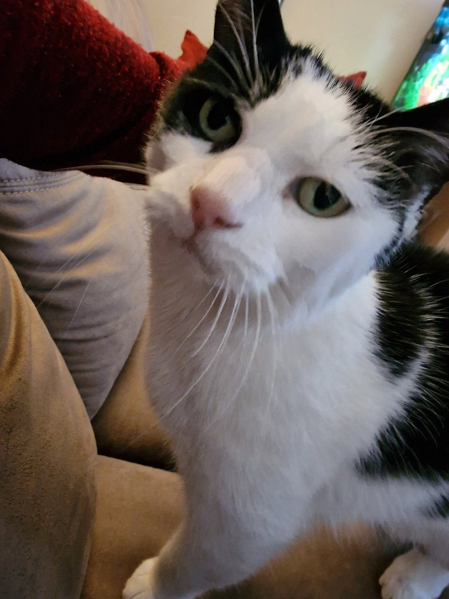 I'm sorry <a href="/Mimiiii403/">Mimi_403🎗</a> <a href="/ycipsss/">jack 🏹</a> told me I had blocked you. I blame my stupid humans!