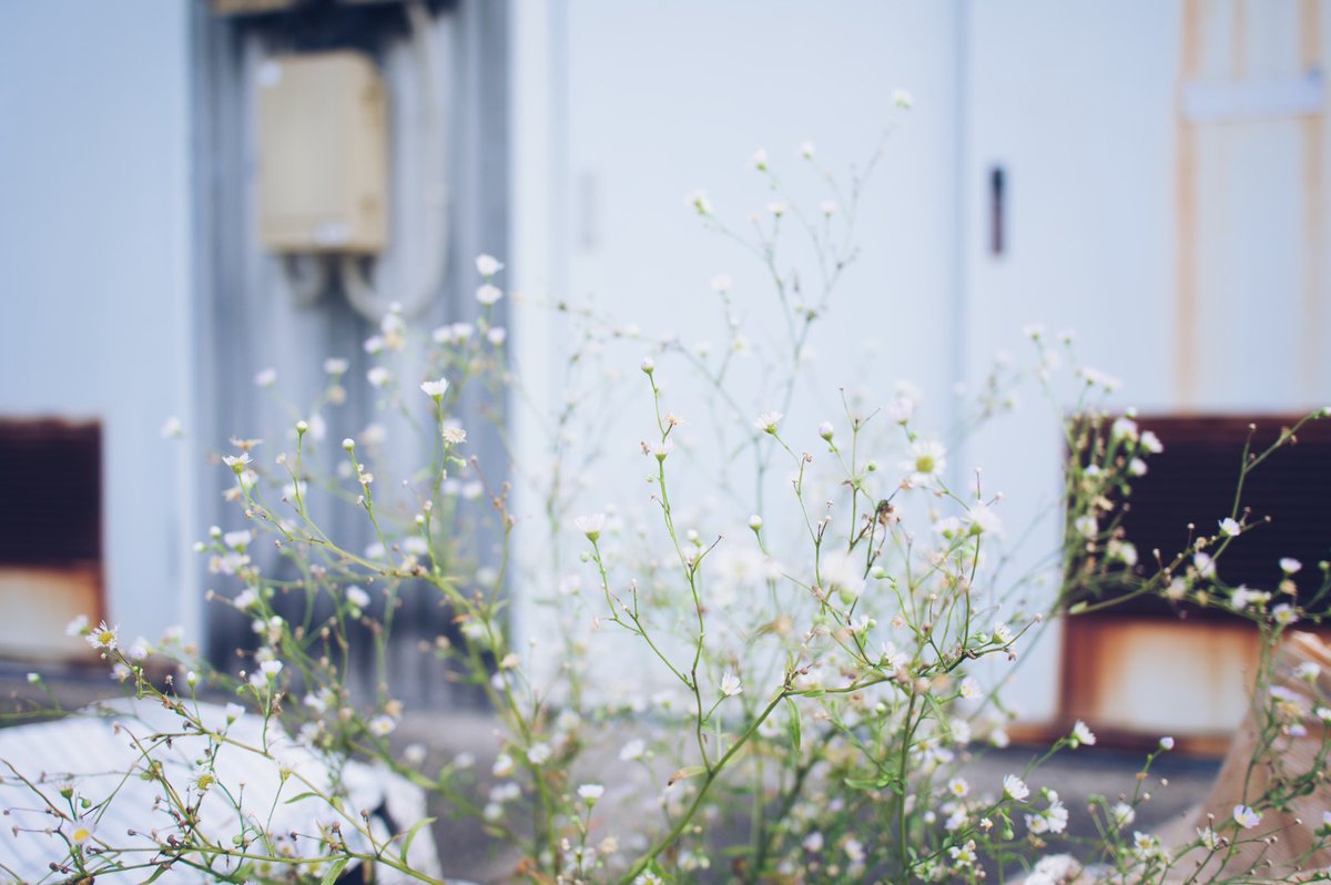 sumiyamisu's tweet photo. 撮/NikonZ6II
#カメラのある生活 #ヒメジョオン #姫女苑 #花写真 https://t.co/rq0C0Kxra5