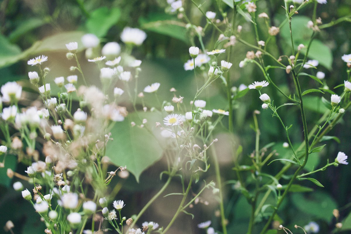 sumiyamisu's tweet photo. 撮/NikonZ6II
#カメラのある生活 #ヒメジョオン #姫女苑 #花写真 https://t.co/rq0C0Kxra5