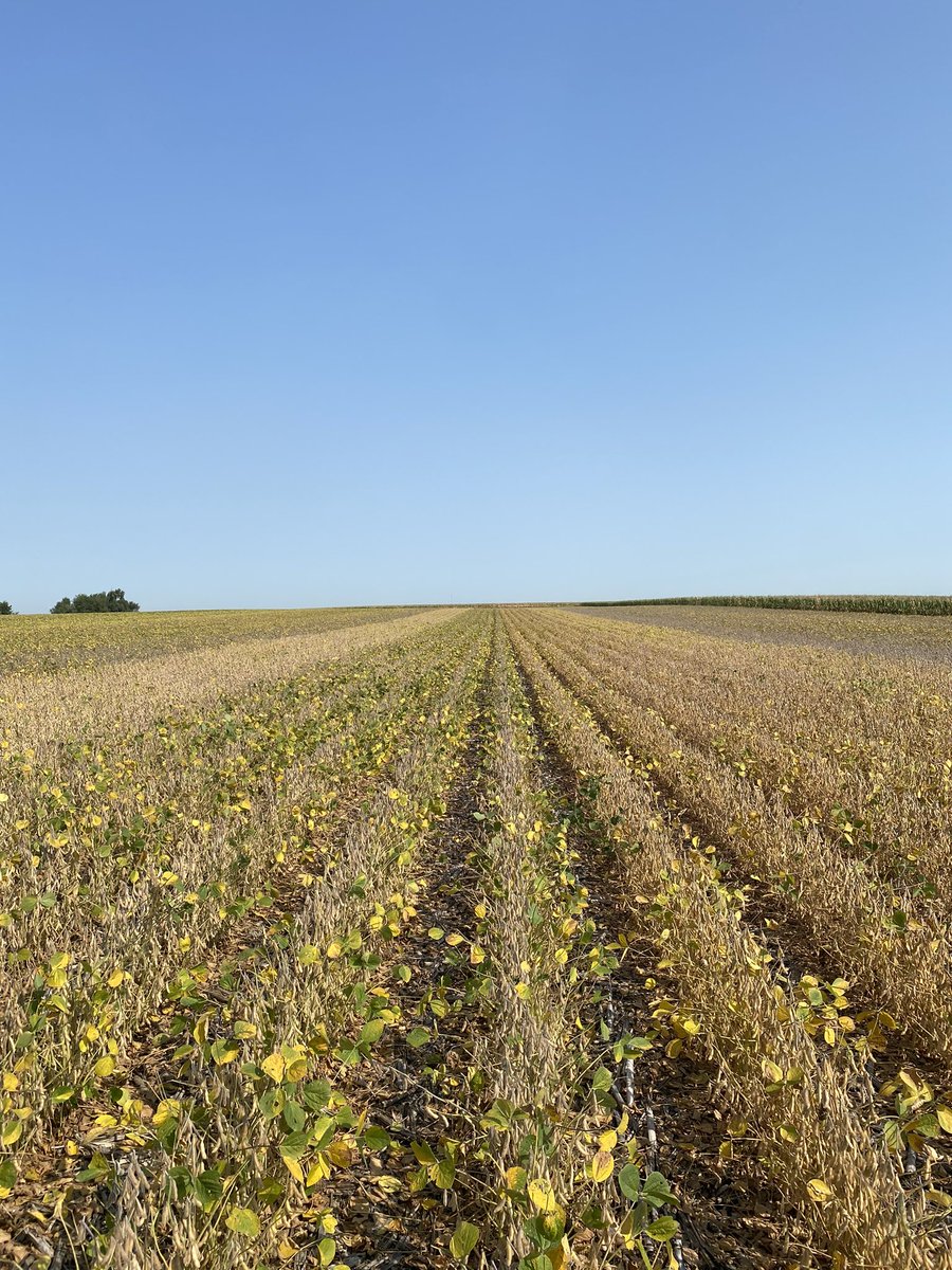 HeftyWestPoint's tweet photo. Dryland Zinesto plot in Hooper, NE! ๐ฑ #heftycomplete https://t.co/wMzh1KcpCA