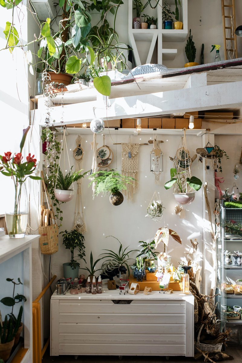 A room full of plants is a magical feeling, one that you should feel good about 🌿 #nature #smallbusiness #inspiration #gooddays