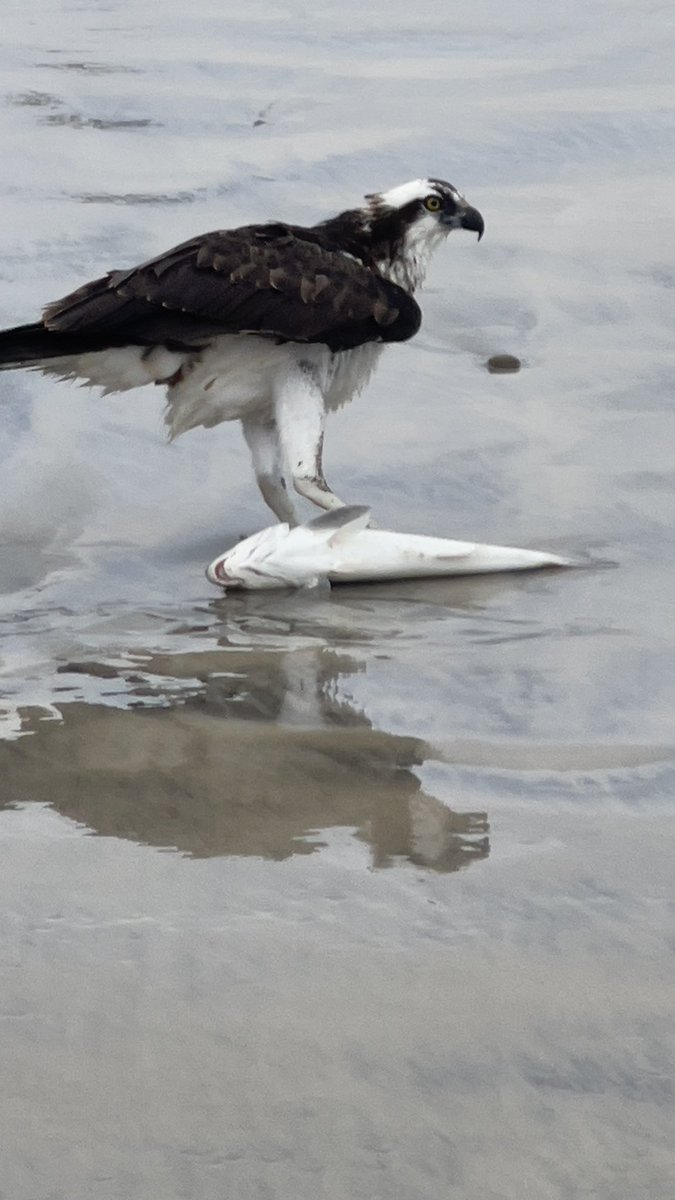 gefarrell's tweet image. @CityofOceanside @oceansidepier There is a bird that appears to be stuck on a fish. Not sure what is up, but he is not able to fly away. Just North of the pier rocks/ on the sand .