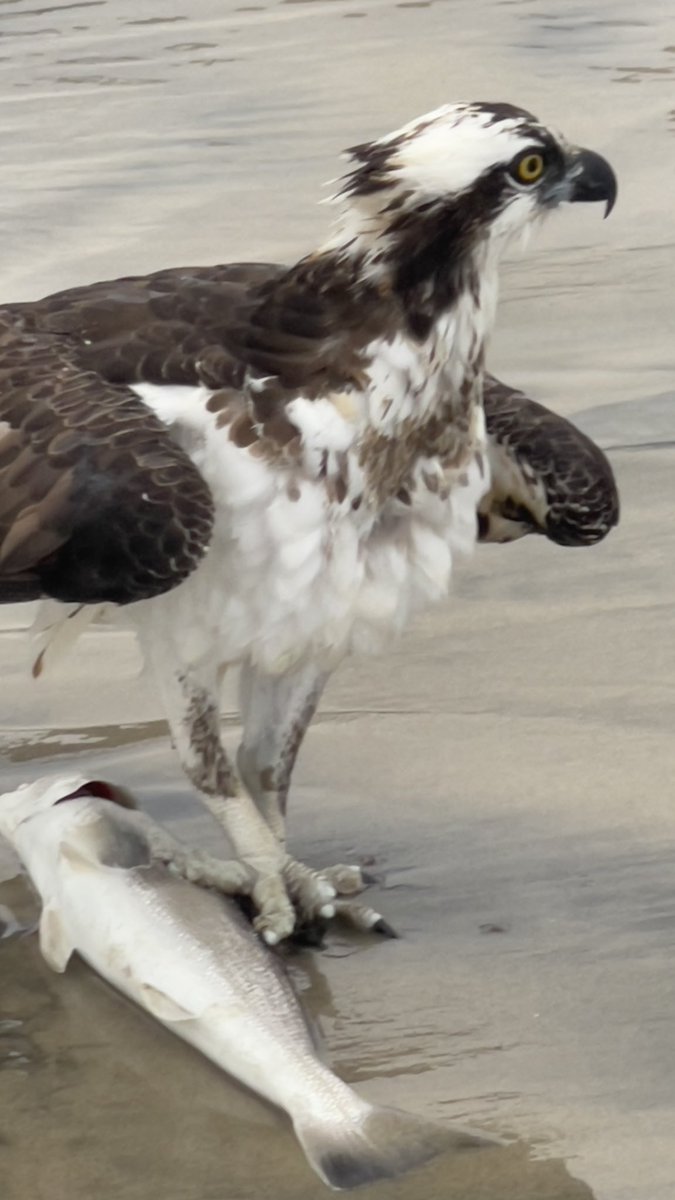 gefarrell's tweet image. @CityofOceanside @oceansidepier There is a bird that appears to be stuck on a fish. Not sure what is up, but he is not able to fly away. Just North of the pier rocks/ on the sand .