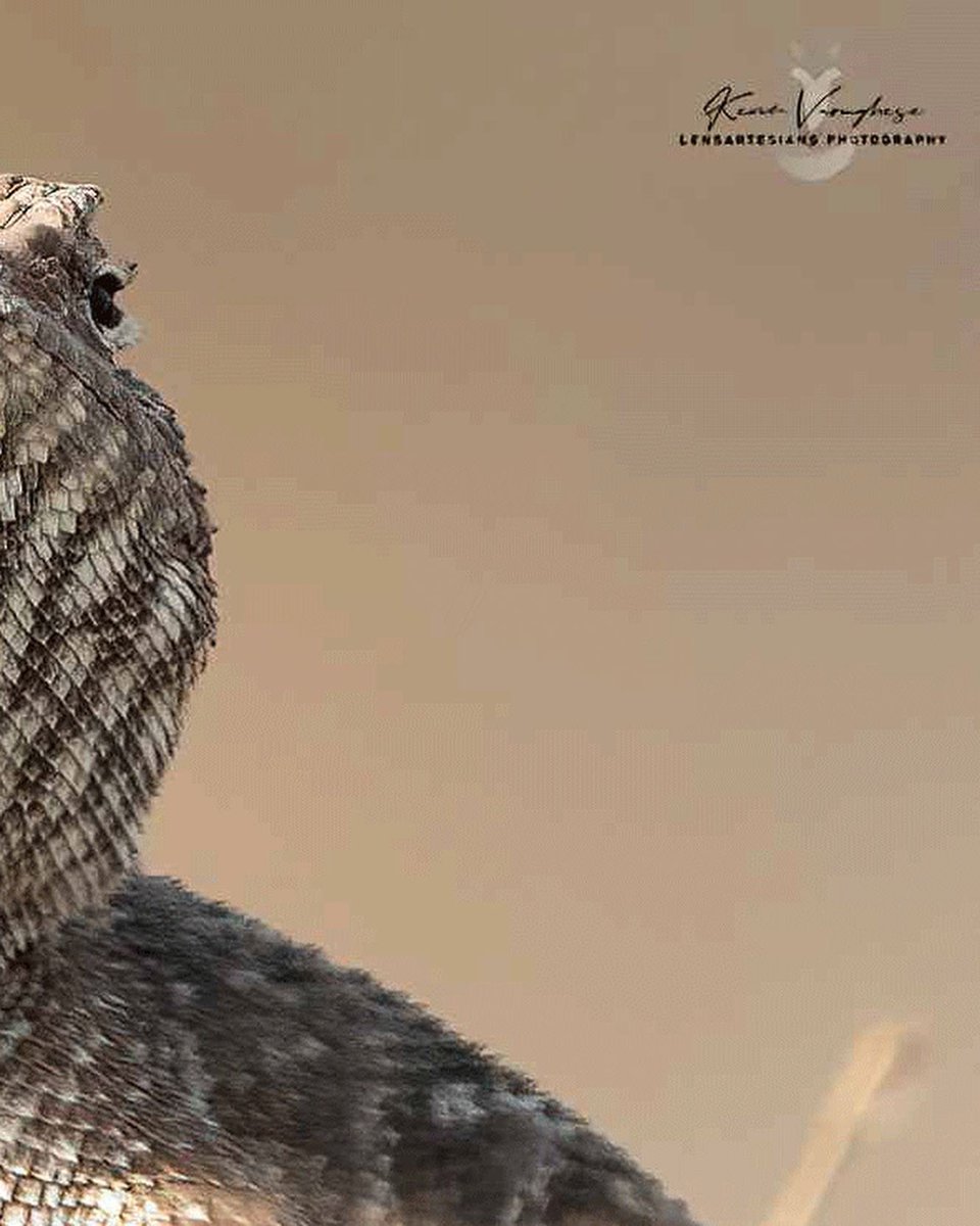 lensartesians's tweet photo. The Agama: Old World lizards.
#wildlifeofoman #wildlifeplanet #wildlifeconservation #reptiles #reptilelover #reptilelove #reptilephotography #reptilelove #smallanimal #smallanimals #smallanimalsofinstagram #macrophotography https://t.co/VLO981vrAr