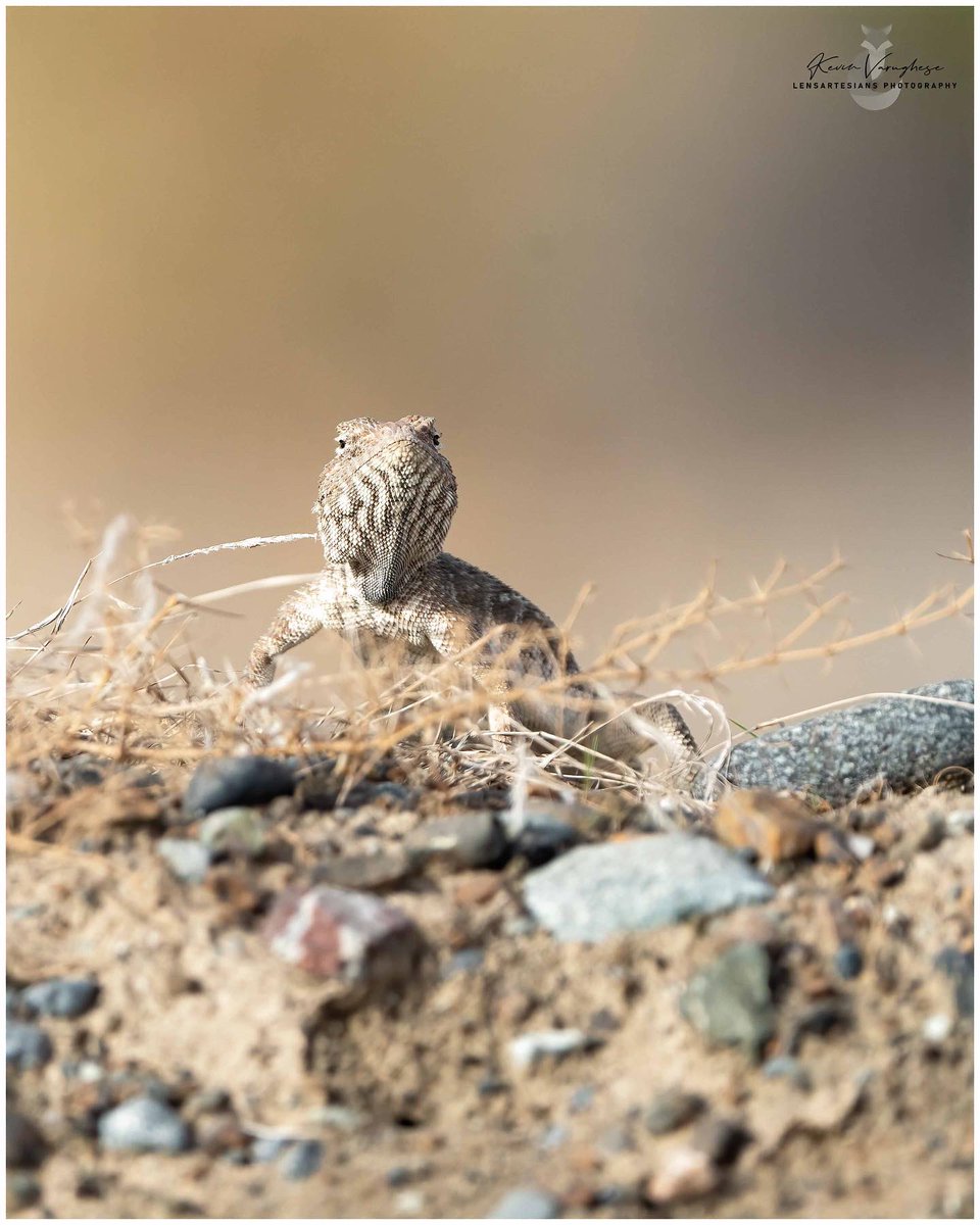 lensartesians's tweet photo. The Agama: Old World lizards.
#wildlifeofoman #wildlifeplanet #wildlifeconservation #reptiles #reptilelover #reptilelove #reptilephotography #reptilelove #smallanimal #smallanimals #smallanimalsofinstagram #macrophotography https://t.co/VLO981vrAr