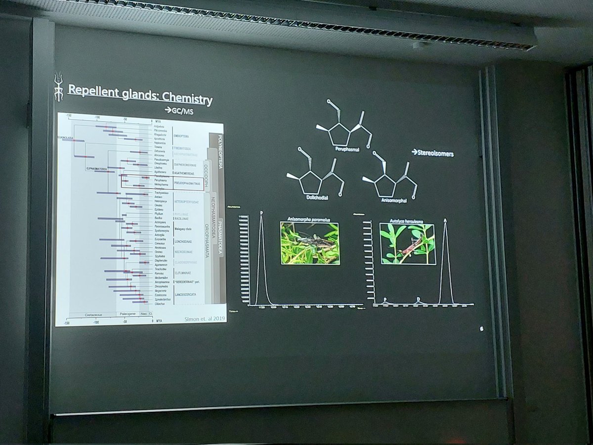 Great talk with beautiful visualisations by <a href="/MNiekampf/">Marco Niekampf</a> about the repellant glands and their chemical composition in phasmatodea #dzg22.
