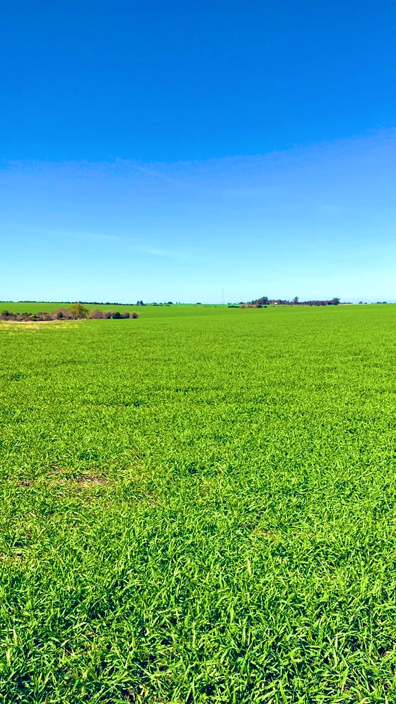 Vladimir Bentancor tweet media