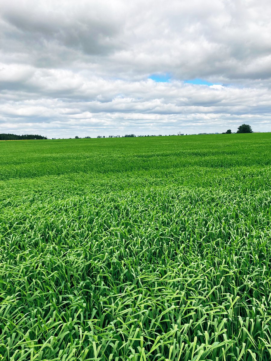 Vladimir Bentancor tweet media