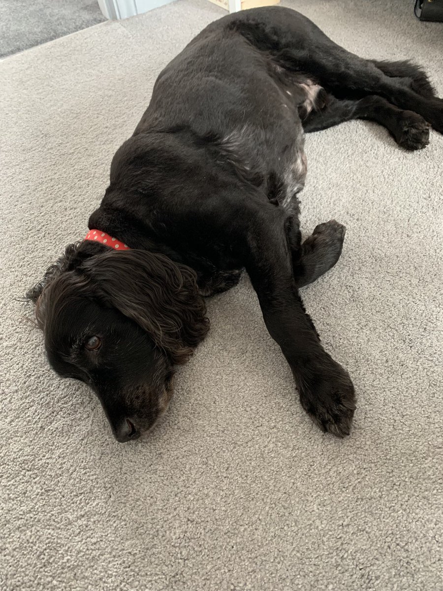 CornishNursie's tweet image. Day two of the NMP course &amp;amp; my home learning helper has given up on pharmacology! #mybrainhasmelted #help #lotstolearn