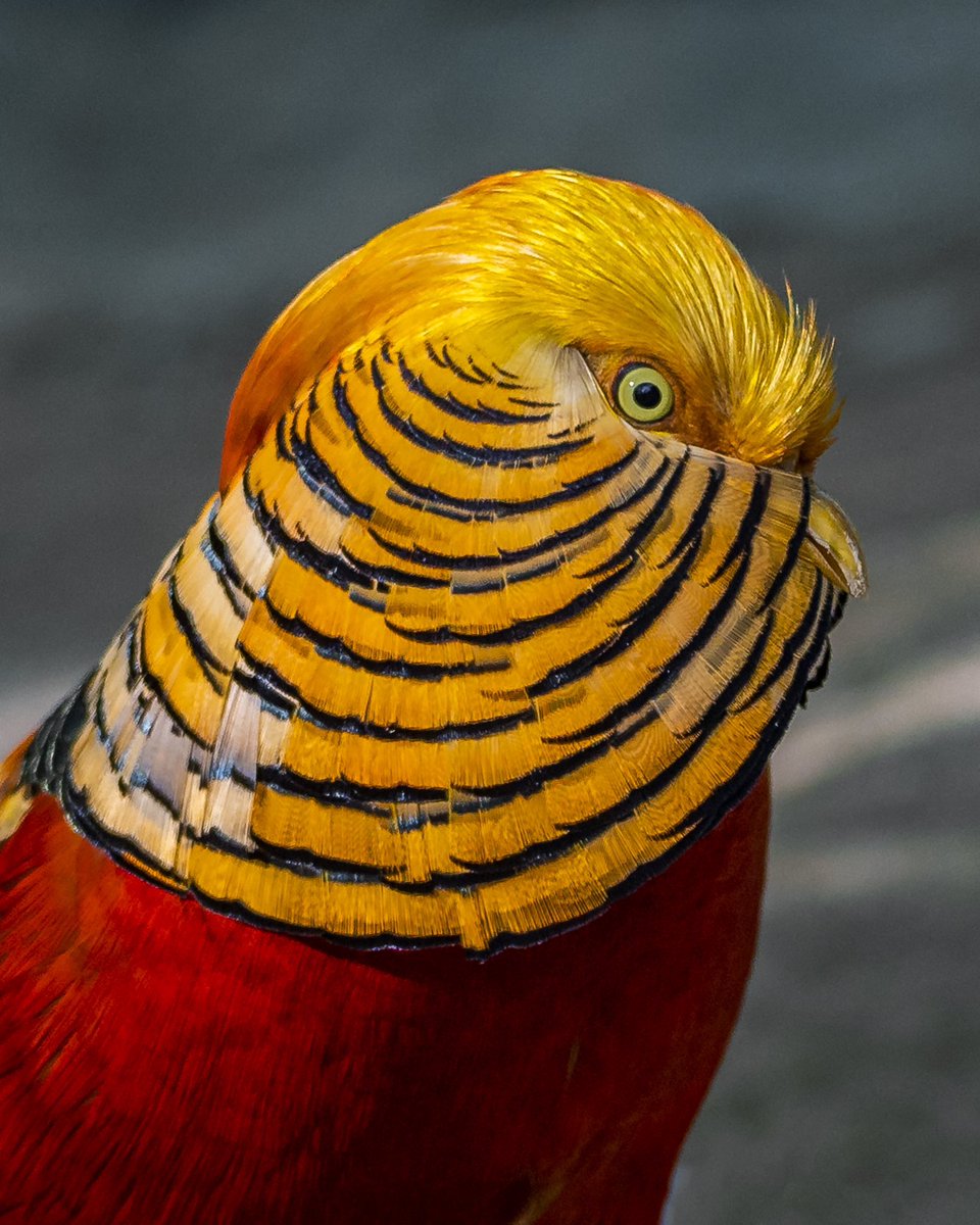 boyahiaz's tweet photo. #Golden #pheasant, a species of #Phasianidae Also known as: #Chinese #pheasant, #Rainbow #pheasant my #photography in #kuwait #تصويري #الكويت
طائرن الفزن الذهبي الصيني من احد المحميات الخاصه 🥰 https://t.co/X89y7fUOqx