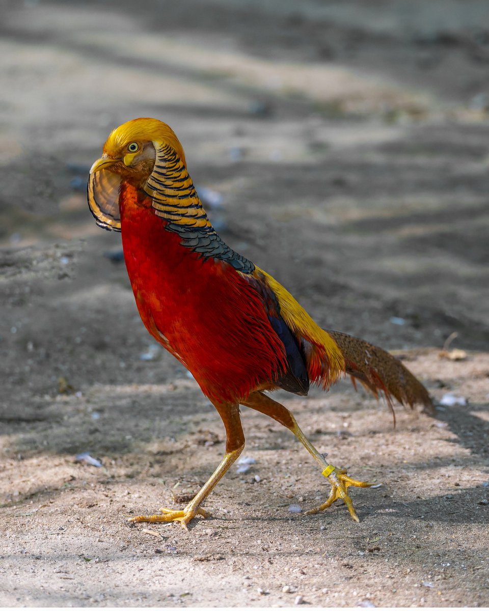 boyahiaz's tweet photo. #Golden #pheasant, a species of #Phasianidae Also known as: #Chinese #pheasant, #Rainbow #pheasant my #photography in #kuwait #تصويري #الكويت
طائرن الفزن الذهبي الصيني من احد المحميات الخاصه 🥰 https://t.co/X89y7fUOqx