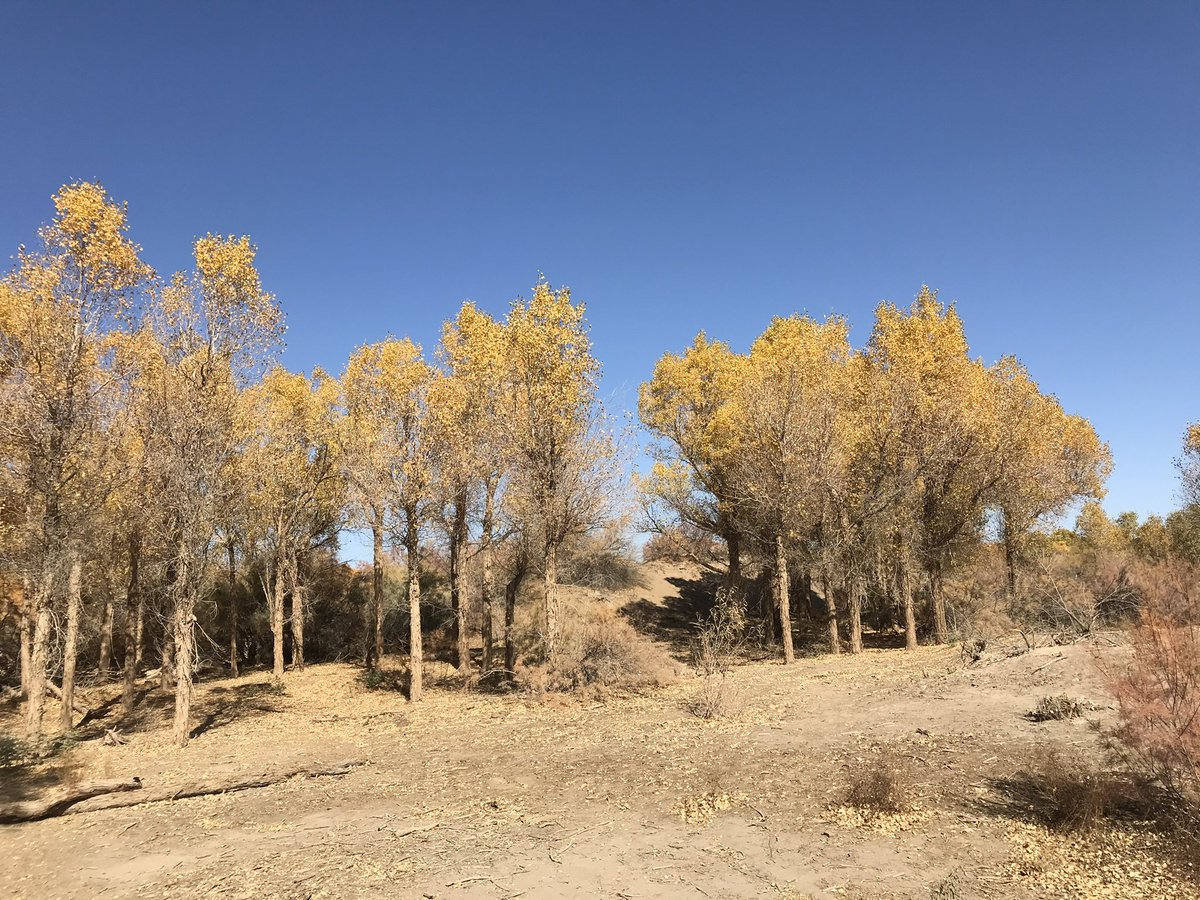 The leaves turn yellow in autumn.
