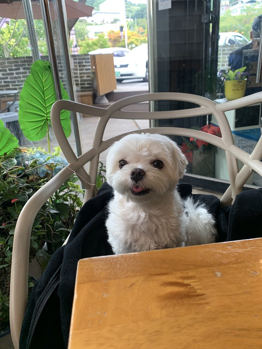 hk__0411's tweet photo. 내가 짜증나거나 화가나거나 슬프면 하쿠가 바로 알아채고 와서 핥는데 그럴때마다 마음이 너무 안좋음..정말 미세하게 변해도 하쿠가 느끼는데 차라리 전혀 몰랐으면 좋겠다.. 난 우리 하쿠가 눈치없고 마냥 마음 편하길 바라🥺 https://t.co/KmtrGUmW6L