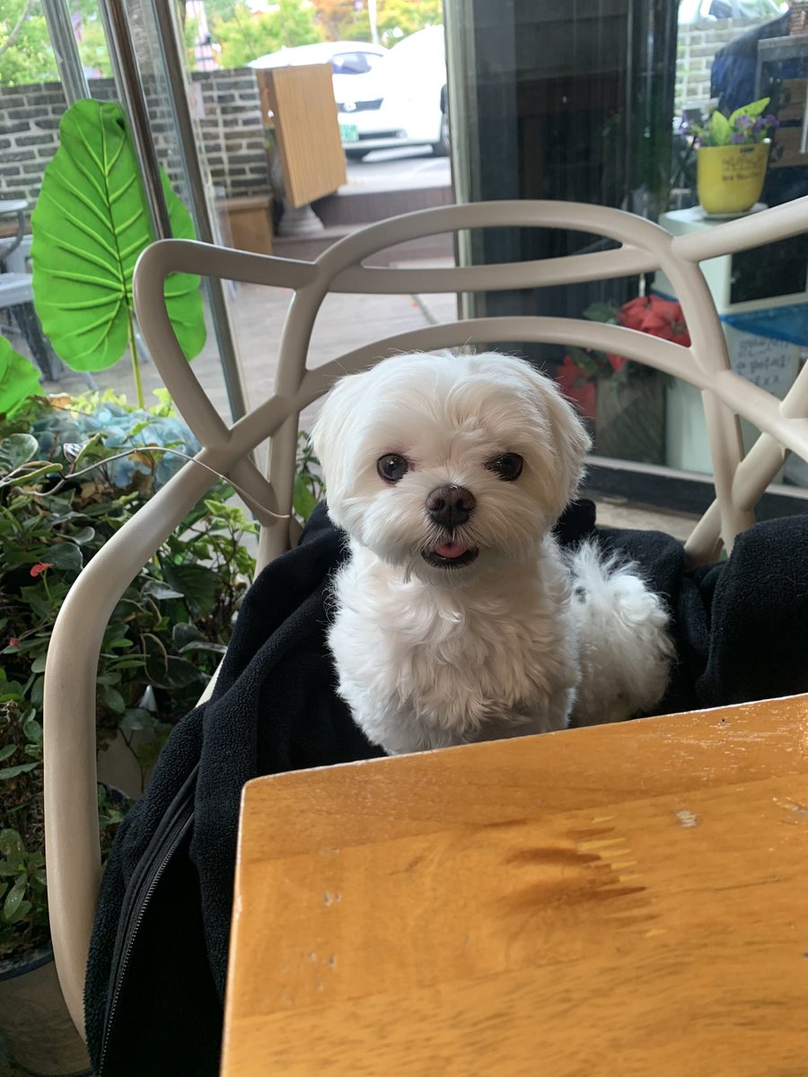 hk__0411's tweet photo. 내가 짜증나거나 화가나거나 슬프면 하쿠가 바로 알아채고 와서 핥는데 그럴때마다 마음이 너무 안좋음..정말 미세하게 변해도 하쿠가 느끼는데 차라리 전혀 몰랐으면 좋겠다.. 난 우리 하쿠가 눈치없고 마냥 마음 편하길 바라🥺 https://t.co/KmtrGUmW6L