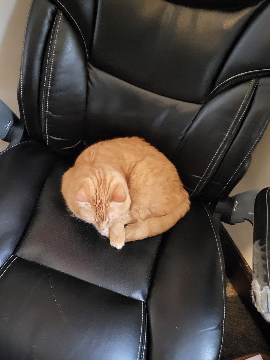 leo_guinan's tweet photo. @cassandrafaris @AndyHaskell2013 #CuteProblems, right?

Yesterday, the cat took over lol https://t.co/kd5aP31ZVh