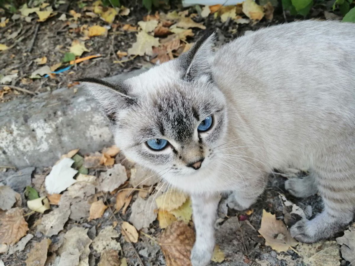 Irkou's tweet photo. У коллеги во дворе живет озорной, дружелюбный и очень милый котей. Он его, конечно, подкармливает и иногда развлекает, но скоро зима и коту нужен тёплый дом и добрые руки. Вдруг у вас именно такие ☺️ https://t.co/QckZyFPO9X