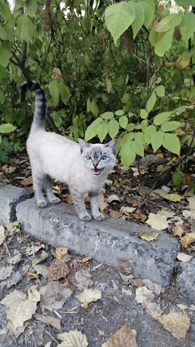 Irkou's tweet photo. У коллеги во дворе живет озорной, дружелюбный и очень милый котей. Он его, конечно, подкармливает и иногда развлекает, но скоро зима и коту нужен тёплый дом и добрые руки. Вдруг у вас именно такие ☺️ https://t.co/QckZyFPO9X