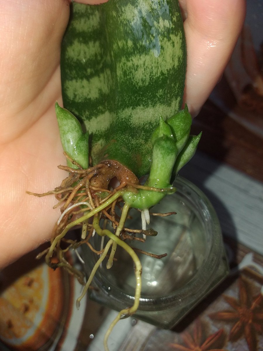 plantes chez pep tweet media