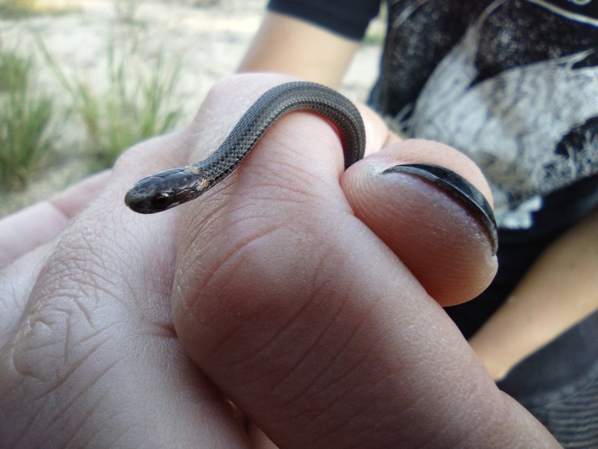 NeilistGaming's tweet photo. Tiny snek https://t.co/FjMcwIzcPW