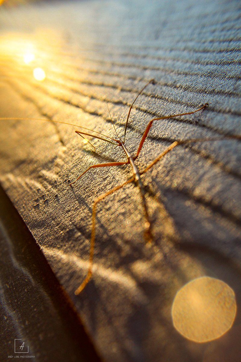 _Andy_Lane_'s tweet photo. Happy FriYay Jr.
Check out this little guy!
#thursdayvibes #goodmorning #photo #WalkingStickBug https://t.co/rrgchNnBvJ