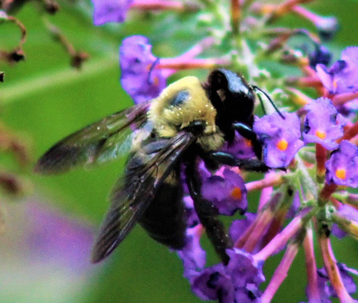 Guild of Dreamers tweet media