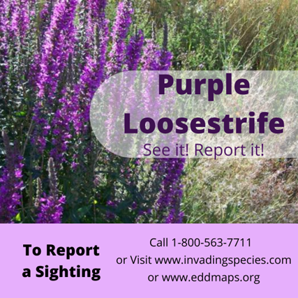 InvSp's tweet photo. Help us detect, map and control purple loosestrife by reporting it so that our native species can thrive!

Visit https://t.co/O35k2CUn7c or https://t.co/yGhiWkbAgV for more info on how to report. 👀

#InvasivePlant #InvasiveSpecies #PurpleLoosestrife #ReportIt! #EDDMapS https://t.co/ZEqoP5UfLH