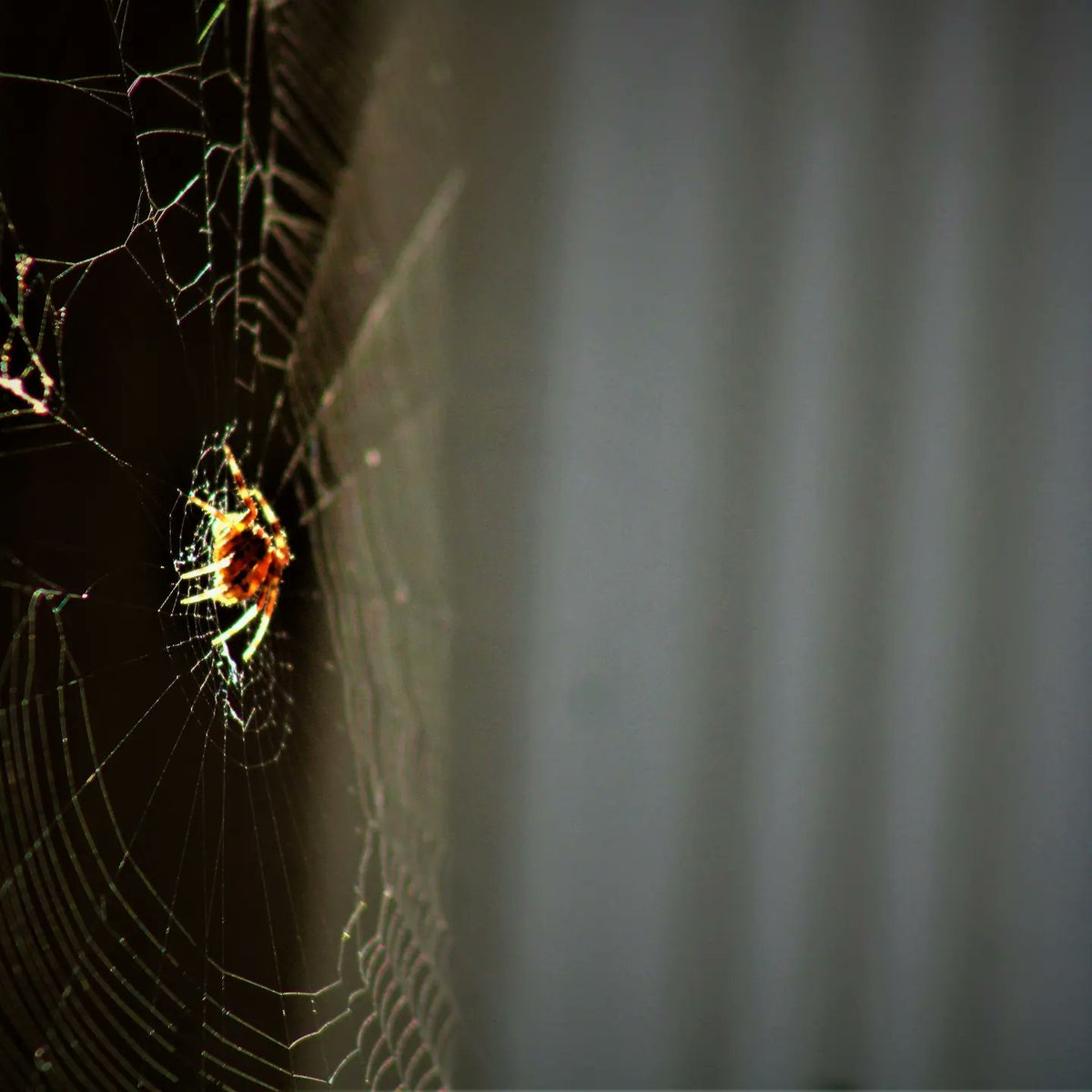 Guild of Dreamers tweet media