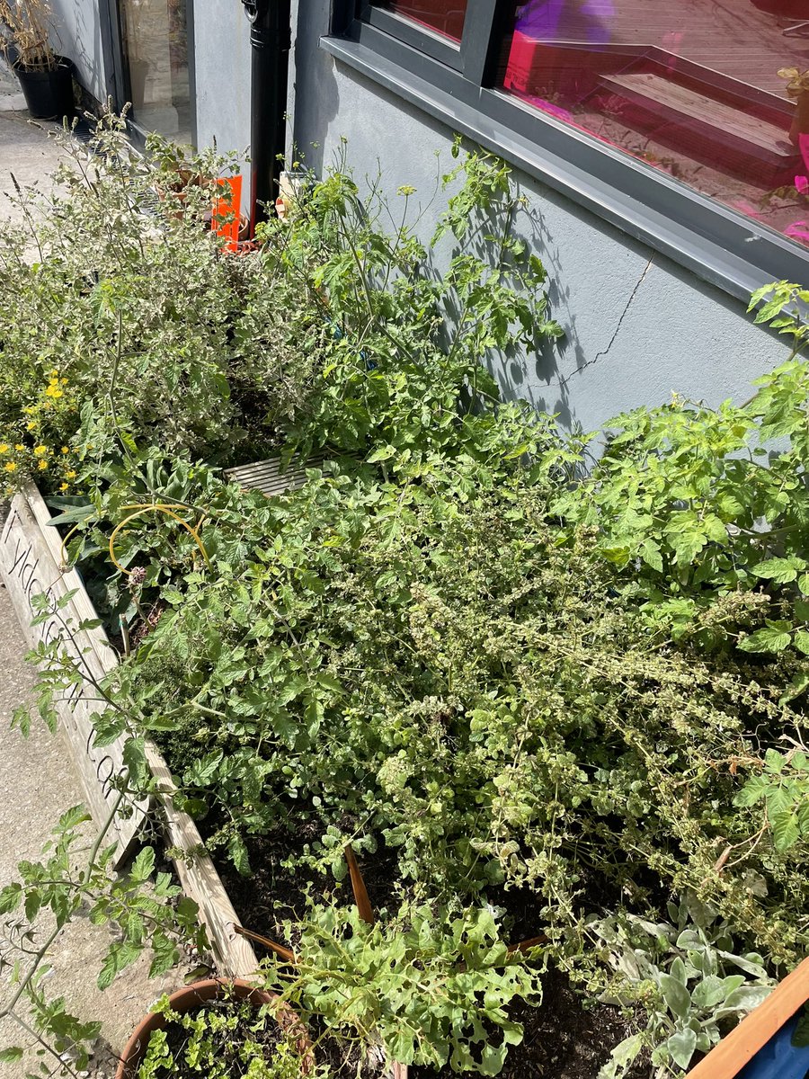 Fylderepaircafe's tweet photo. Pick your own veg &amp; herbs this Sunday 11-1pm at @artbandb #Sustainability #growyourown #pickyourownveg #supportlocal #community https://t.co/IMNt5Wo8Ad