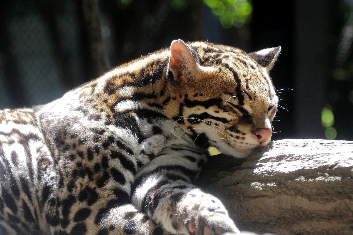 オセロット Twitter Search Twitter