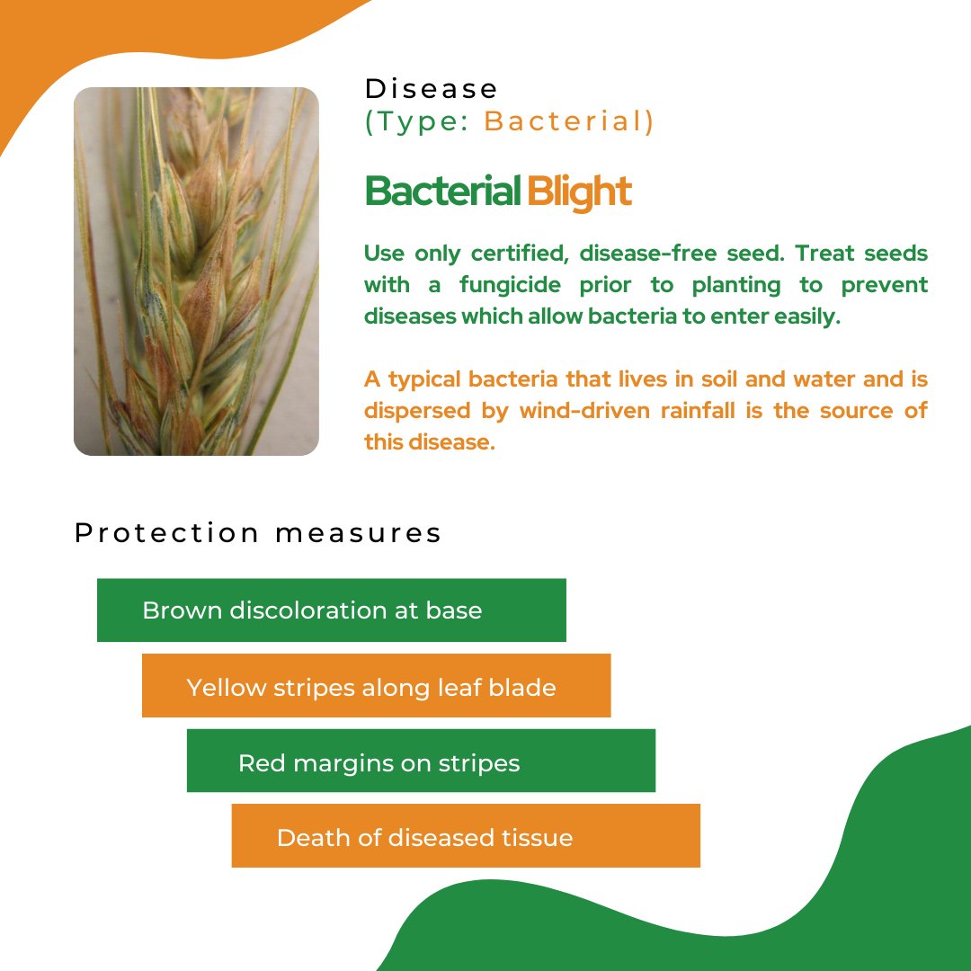 mapmycrop's tweet photo. All through the production cycle, many diseases infest barley crops.
The most frequent diseases and symptoms of the crop are listed here. 

#farmers #USA #India #digitalagriculture #crops #cropmanagement #organic #cropoftheweek #cropdiseases #diseasemanagement https://t.co/pSrHP376Wc