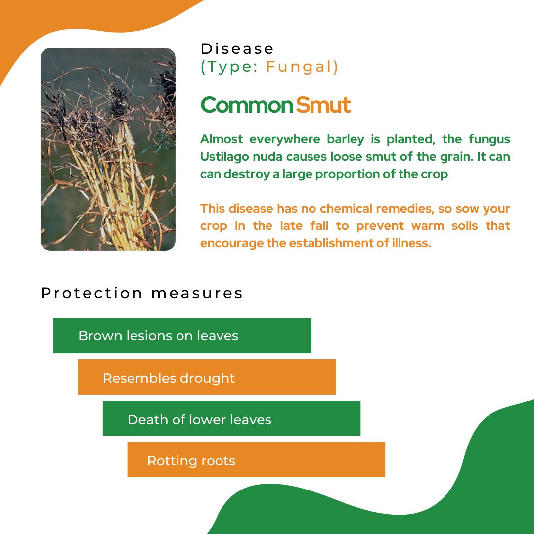 mapmycrop's tweet photo. All through the production cycle, many diseases infest barley crops.
The most frequent diseases and symptoms of the crop are listed here. 

#farmers #USA #India #digitalagriculture #crops #cropmanagement #organic #cropoftheweek #cropdiseases #diseasemanagement https://t.co/pSrHP376Wc