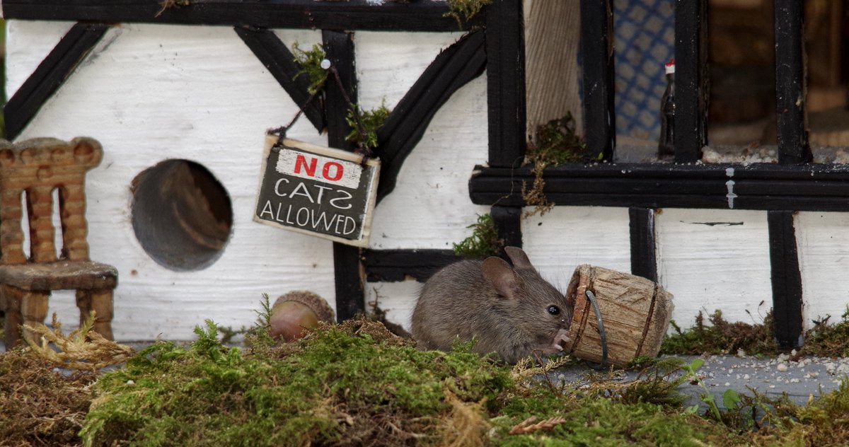 simon_dell_tog's tweet photo. Well the mice have wasted no time in getting used to the Pub life .
No sooner have a I finished the pub "THE LOG PILE INN " and they came right over to have a good look round and sample the berry wines and peanut butter beers . https://t.co/FXXJASl4Eo