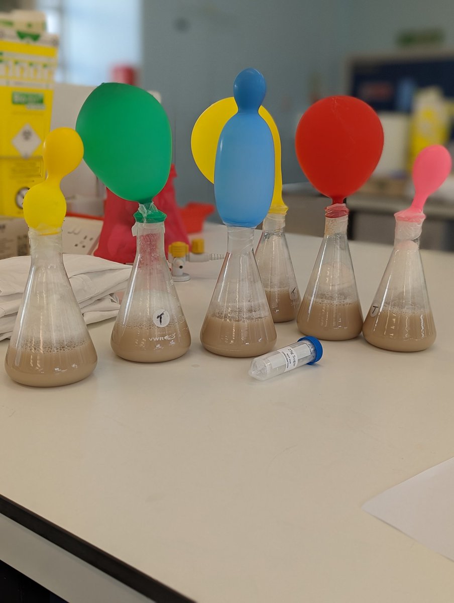 bioale1's tweet photo. Look at them 😍 Saccharomyces delivered big time, I hope @NorthLivAcademy pupils enjoyed #internationalmicroorganismday we loved having them here at @LivUni @IntMicroDay @LivUniEngageHLS https://t.co/xlVLwgH4xE