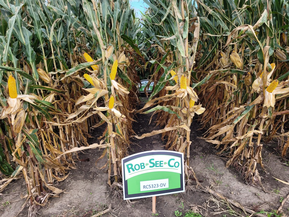 RobSeeCo's tweet photo. Our ear boards are filling up! We’re excited to watch yields come in this fall with all of the new hybrids in our lineup! https://t.co/YgTkluGyQR