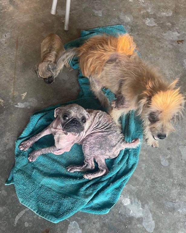 ThisIsHoustonTX's tweet photo. This precious family are recent owner surrenders to us &amp; were living with Ellie (the Pug who is walking on her elbows). This Terrier momma, now named Nelly, tried so hard to take good care for her babies until sarcoptic mange made its way into their life &amp; nearly covered their https://t.co/LRSDHsCN08