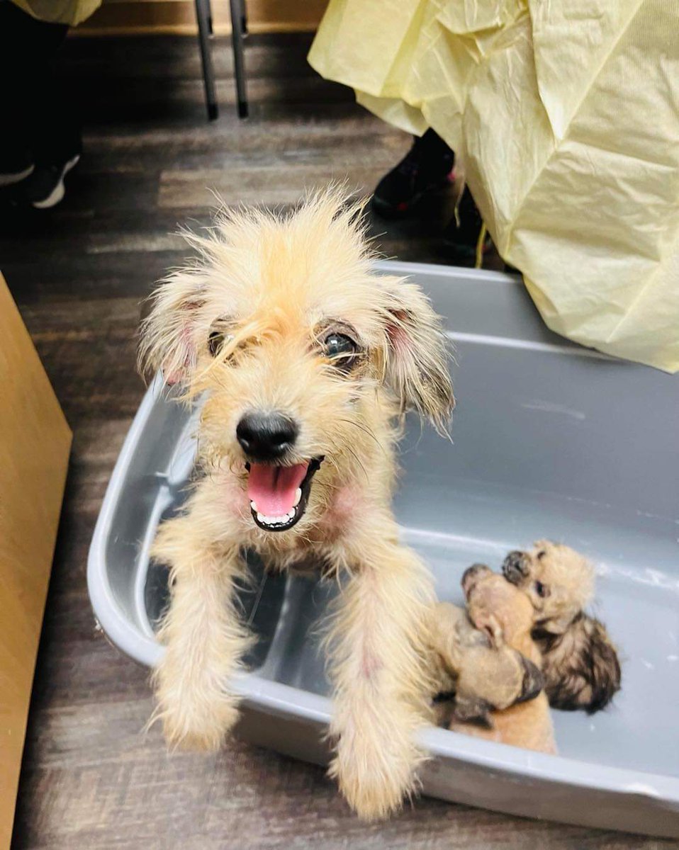 ThisIsHoustonTX's tweet photo. This precious family are recent owner surrenders to us &amp; were living with Ellie (the Pug who is walking on her elbows). This Terrier momma, now named Nelly, tried so hard to take good care for her babies until sarcoptic mange made its way into their life &amp; nearly covered their https://t.co/LRSDHsCN08